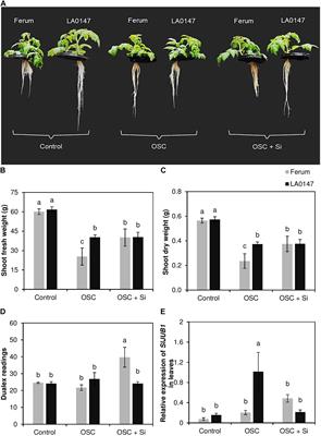 Regulatory Role of Silicon in Mediating Differential Stress Tolerance Responses in Two Contrasting Tomato Genotypes Under Osmotic Stress